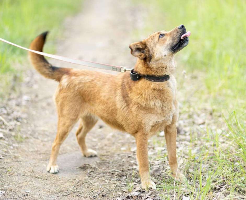 Собаки в Москве: Самая благодарная собака в мире ждет хозяев Девочка, Бесплатно - фото 2