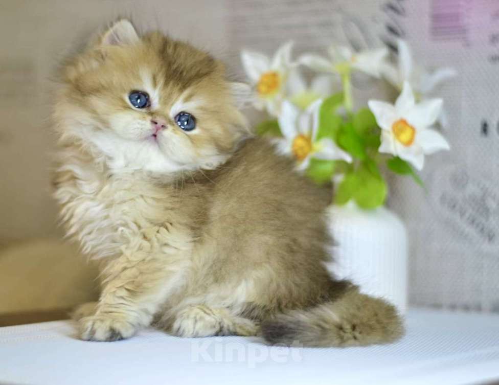 Кошки в Новосибирске: Мальчик золотой британской шиншиллы  Мальчик, Бесплатно - фото 4