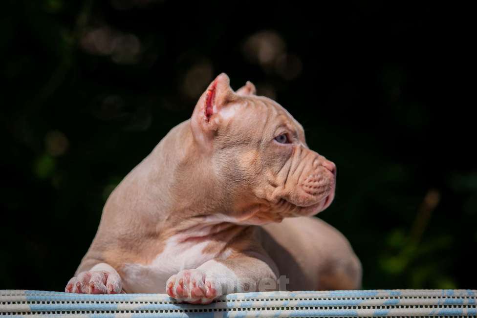 Собаки в Копейске: Американский булли девочки Девочка, 80 000 руб. - фото 2