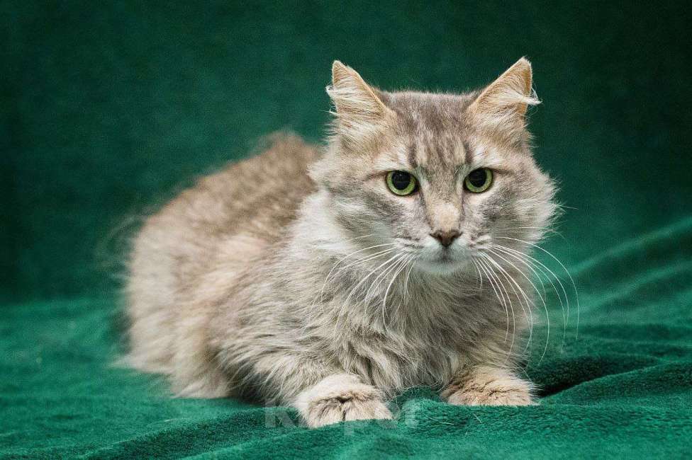 Кошки в Москве: Пушинка в добрые руки Девочка, Бесплатно - фото 2