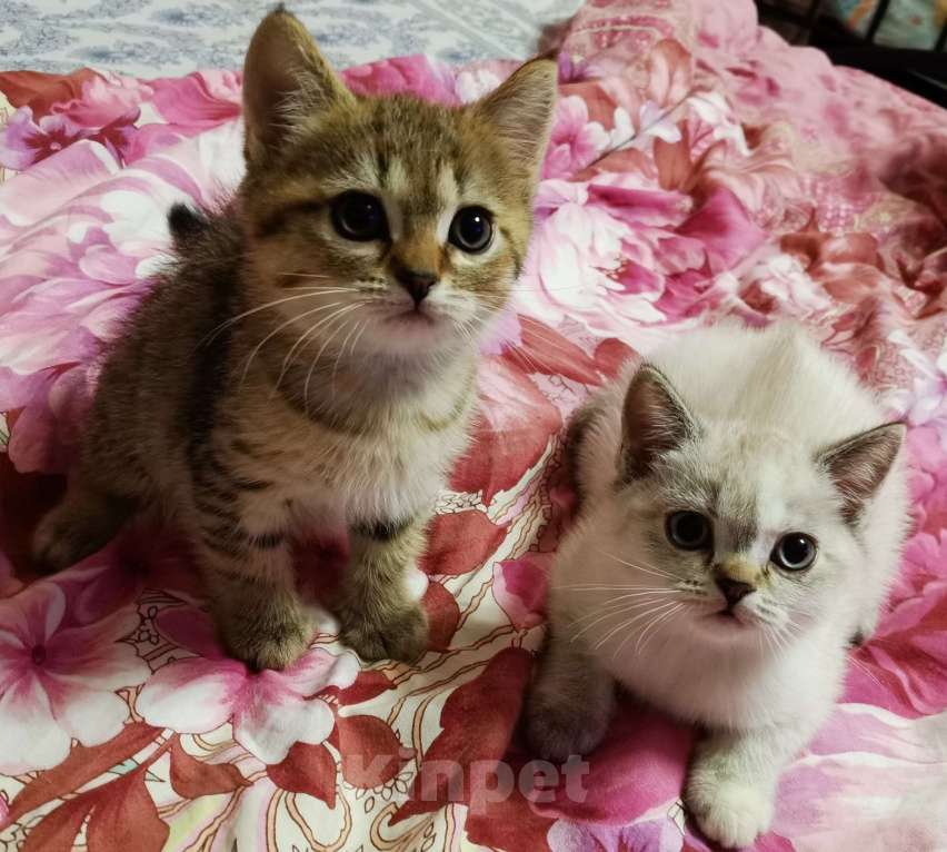 Кошки в Москве: Британские котята  Мальчик, 10 000 руб. - фото 2