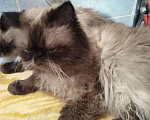 Кошки в Стерлитамаке: Кот перс для вязки, 2 500 руб. - фото 2