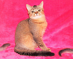 Кошки в Сертолово: Британцы драгоценных окрасов, 5 000 руб. - фото 5