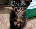 Кошки в Геленджике: Котята в добрые руки Мальчик, 10 руб. - фото 4
