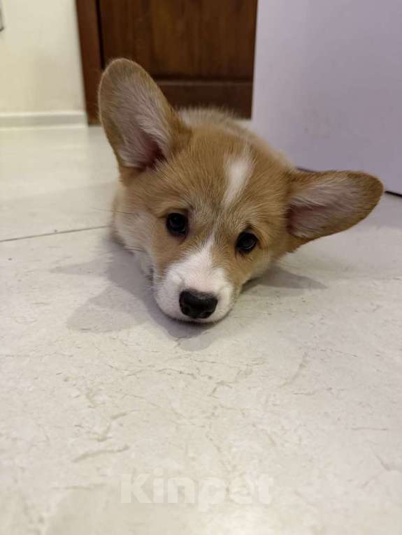 Собаки в Воронеже: Девочка 2,5 мес Девочка, Бесплатно - фото 6