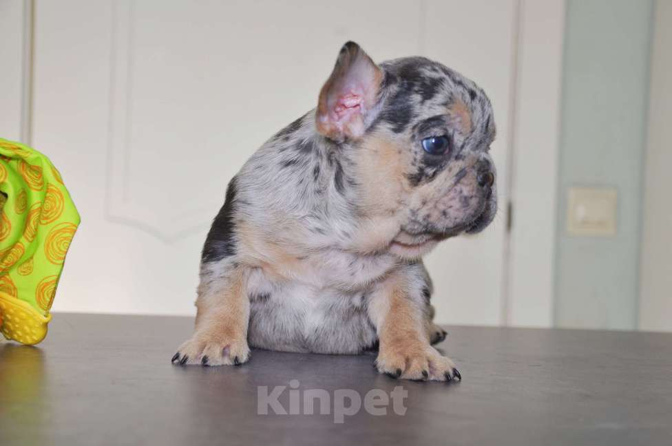 Собаки в Москве: Какао мерле тан Девочка, 100 000 руб. - фото 3