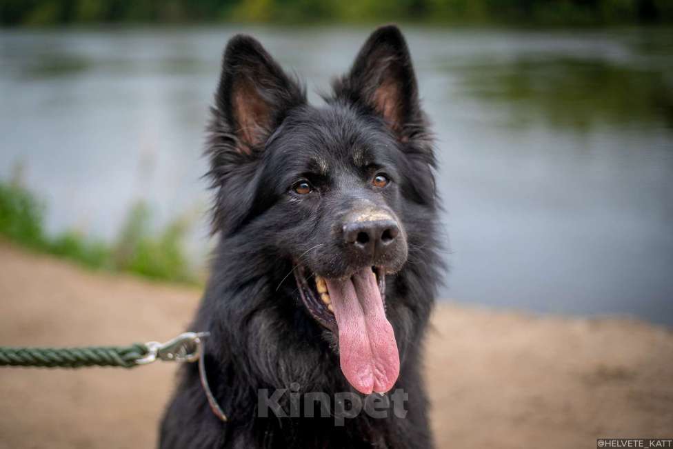 Собаки в Москве: Аристократический Ролекс в добрые руки Мальчик, Бесплатно - фото 1