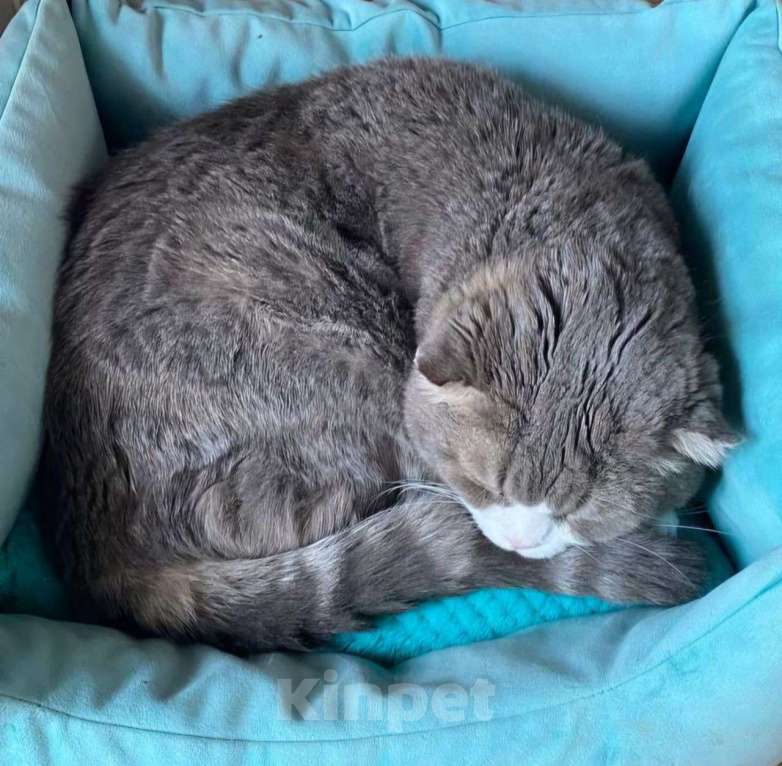 Кошки в Москве: Марсика морили голодом Мальчик, Бесплатно - фото 5