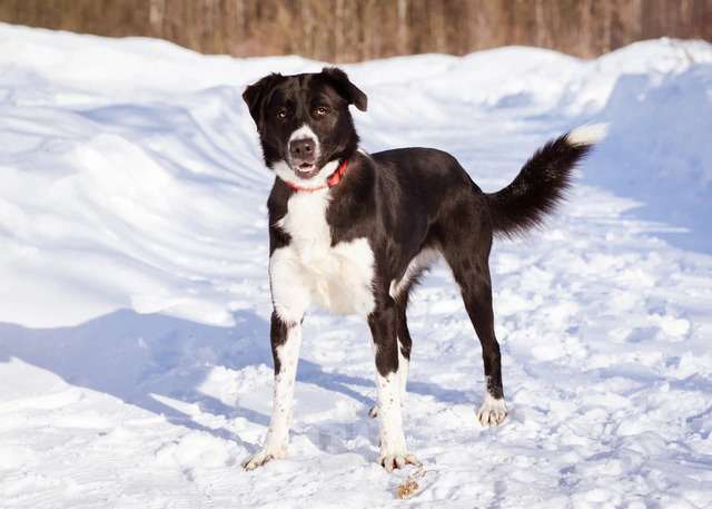 Собаки в Москве: Комета ищет семью Девочка, Бесплатно - фото 2