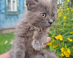 Кошки в Калуге: Котенок Девочка, Бесплатно - фото 2