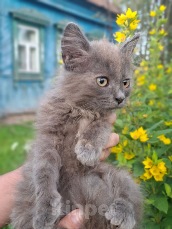 Кошки в Калуге: Котенок Девочка, Бесплатно - фото 2