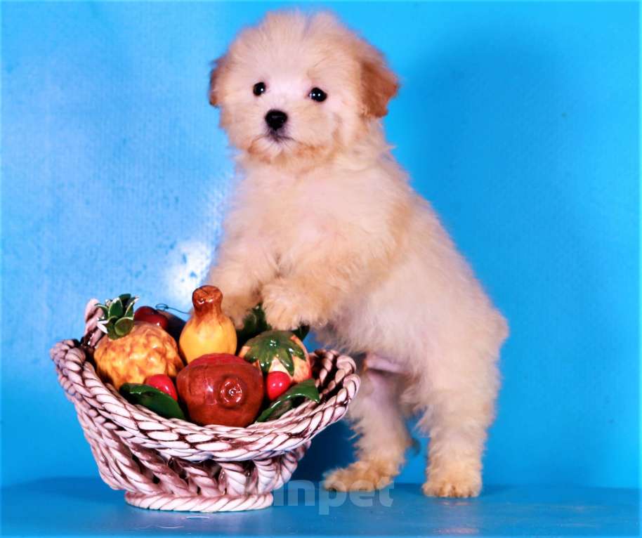 Собаки в Москве: мальтипу Ф1 щенки Мальчик, 80 000 руб. - фото 9