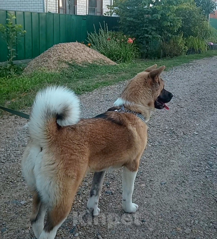 Собаки в других городах Краснодарского края: Продаются Девочка, 30 000 руб. - фото 2