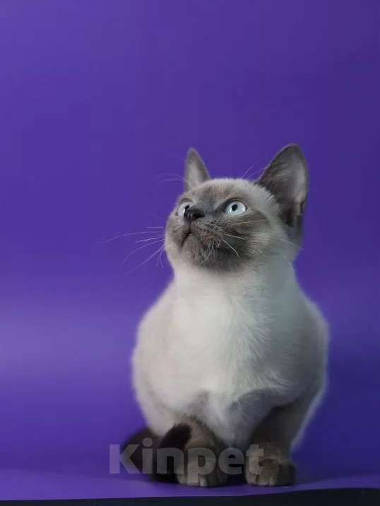 Кошки в Москве: Серая желтоглазая кошечка Девочка, Бесплатно - фото 3