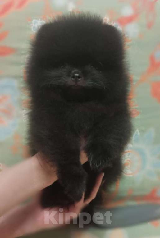 Собаки в Новосибирске: Щенки померанского шпица Мальчик, Бесплатно - фото 5