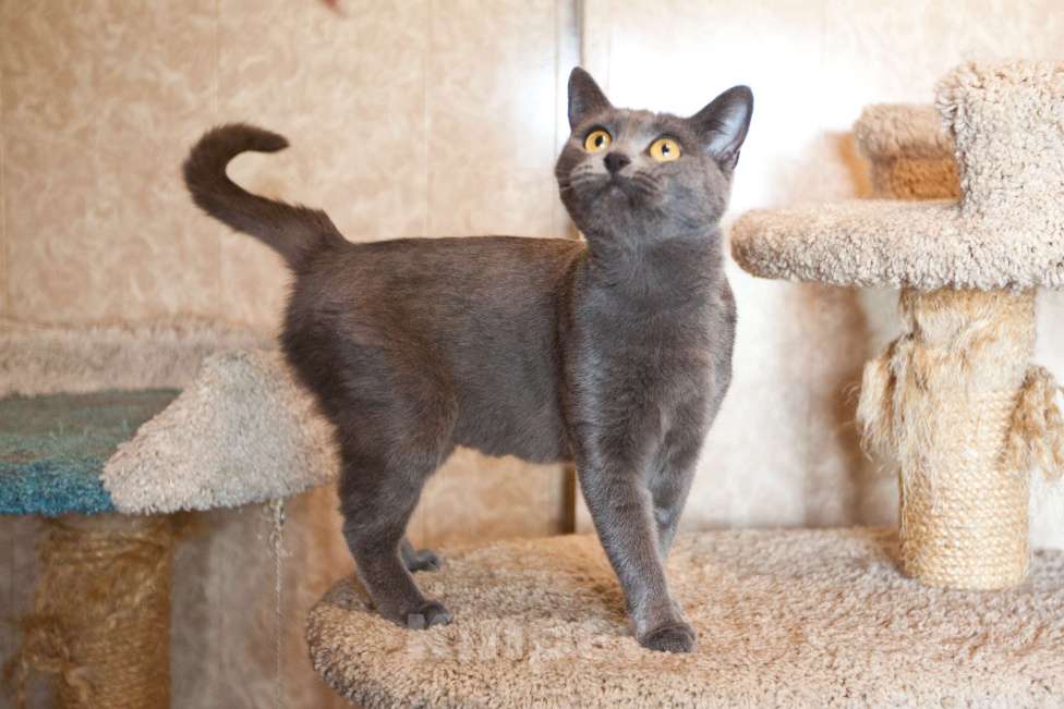 Кошки в Москве: Кошка голубого окраса в добрые руки  Девочка, Бесплатно - фото 2