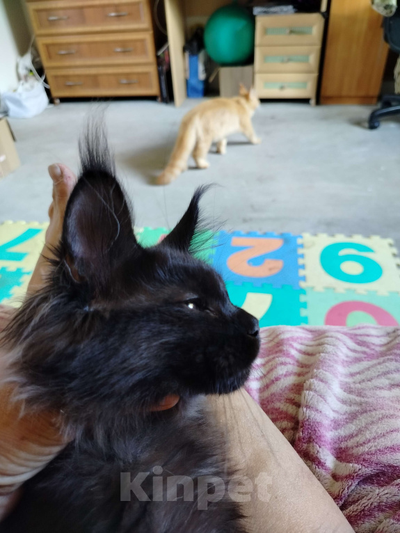 Кошки в Новосибирске: Коты Мальчик, 40 000 руб. - фото 4