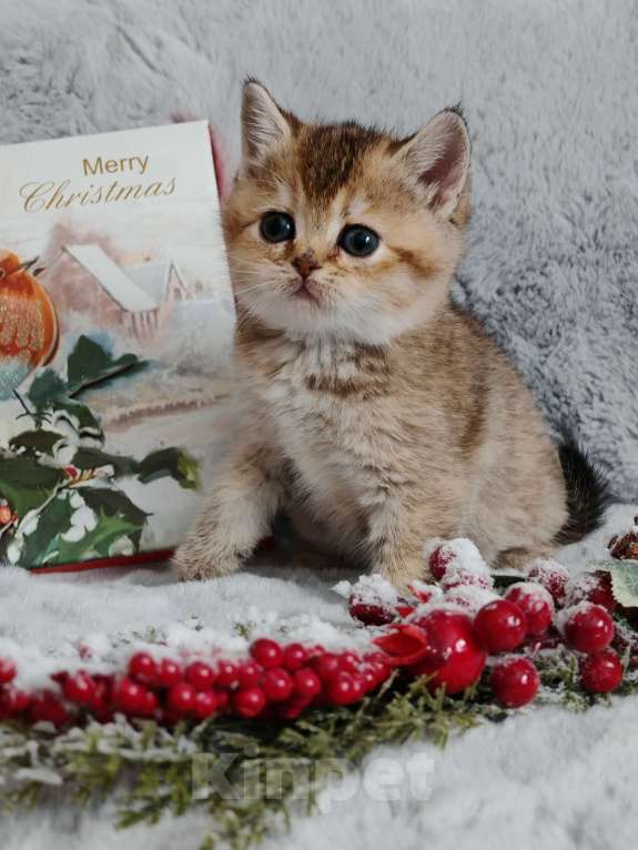 Кошки в Москве: Породистые шотландские котята помёт N Девочка, 65 000 руб. - фото 5