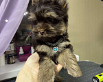 Собаки в Москве: Шоколадный Йорк Мальчик, 50 000 руб. - фото 2