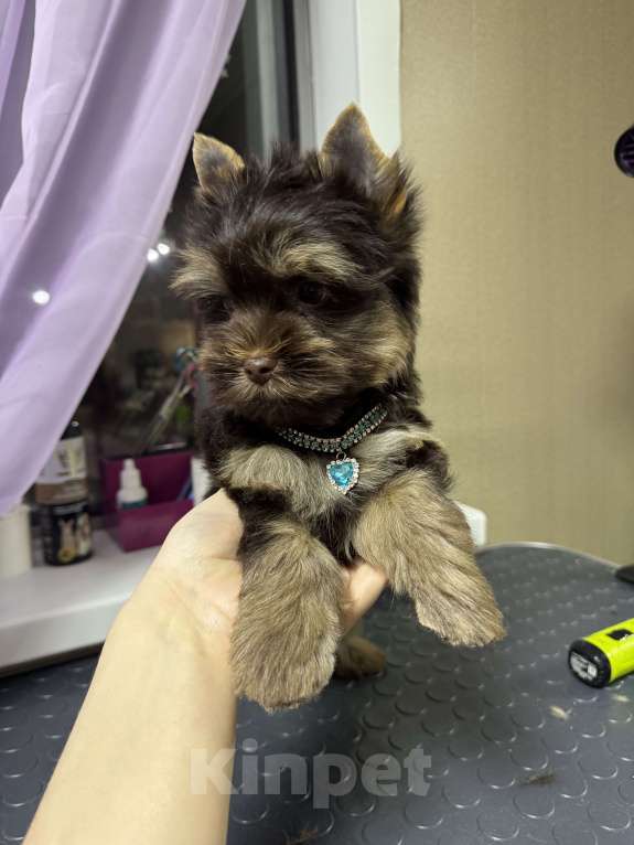 Собаки в Москве: Шоколадный Йорк Мальчик, 50 000 руб. - фото 2