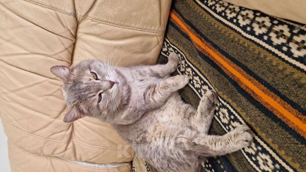 Кошки в Волжском: Кошечка Плюшечка ищет дом Девочка, Бесплатно - фото 3