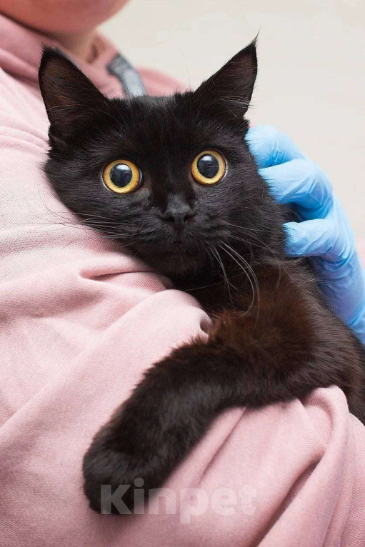 Кошки в Москве: Кошечка-глазастик ищет семью Девочка, Бесплатно - фото 2