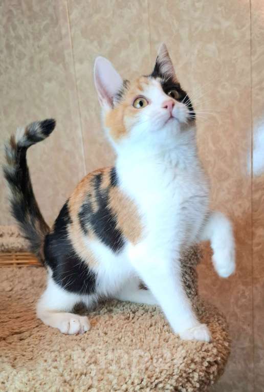 Кошки в Москве: Яркий котёнок в добрые руки  Девочка, Бесплатно - фото 2