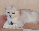 Кошки в Санкт-Петербурге: шотландские вислоухие коты Мальчик, 14 000 руб. - фото 2