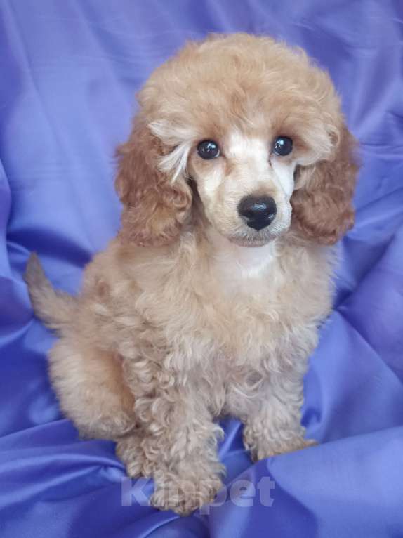 Собаки в Санкт-Петербурге: Девочка миниатюрного пуделя РКФ Девочка, 90 000 руб. - фото 2