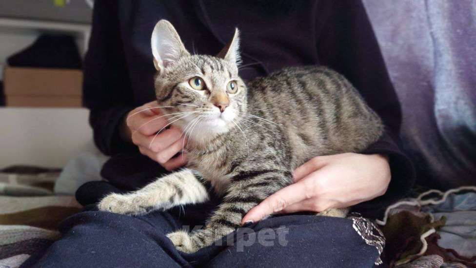 Кошки в Москве: котенок Корнишон ищет дом Мальчик, Бесплатно - фото 8