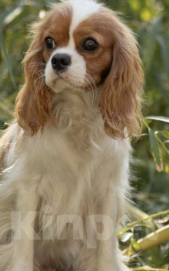 Собаки в Балаково: Девовка Девочка, 65 000 руб. - фото 1