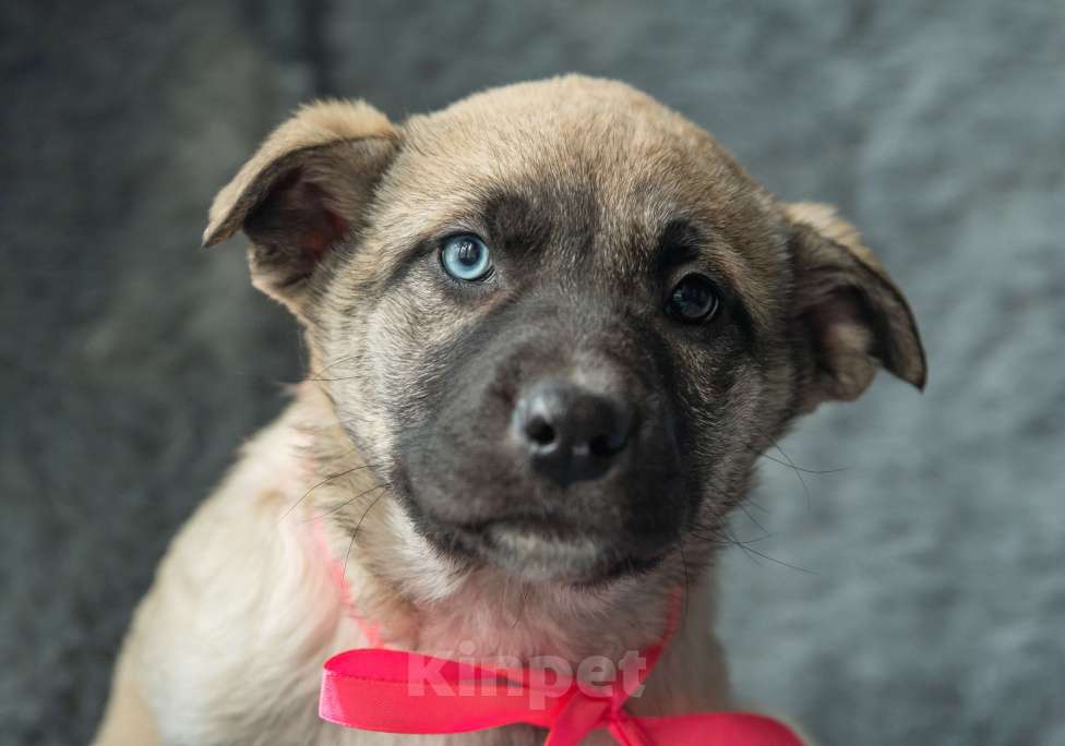 Собаки в Подольске: Аляске нужен дом  Девочка, Бесплатно - фото 1