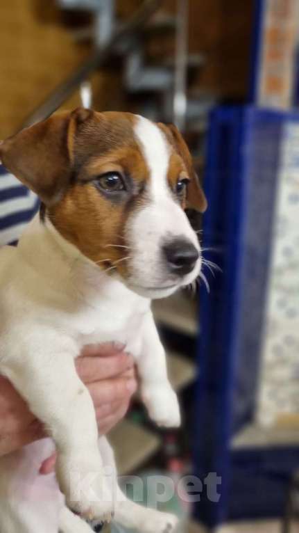 Собаки в Москве: Мальчик 3 мес Бруно Мальчик, Бесплатно - фото 3