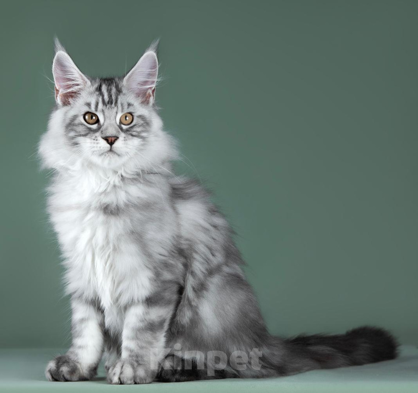 Кошки в Видном: Сладкий пирожок Ванечка (Айвенго), мейн-кун котенок Мальчик, 50 000 руб. - фото 5