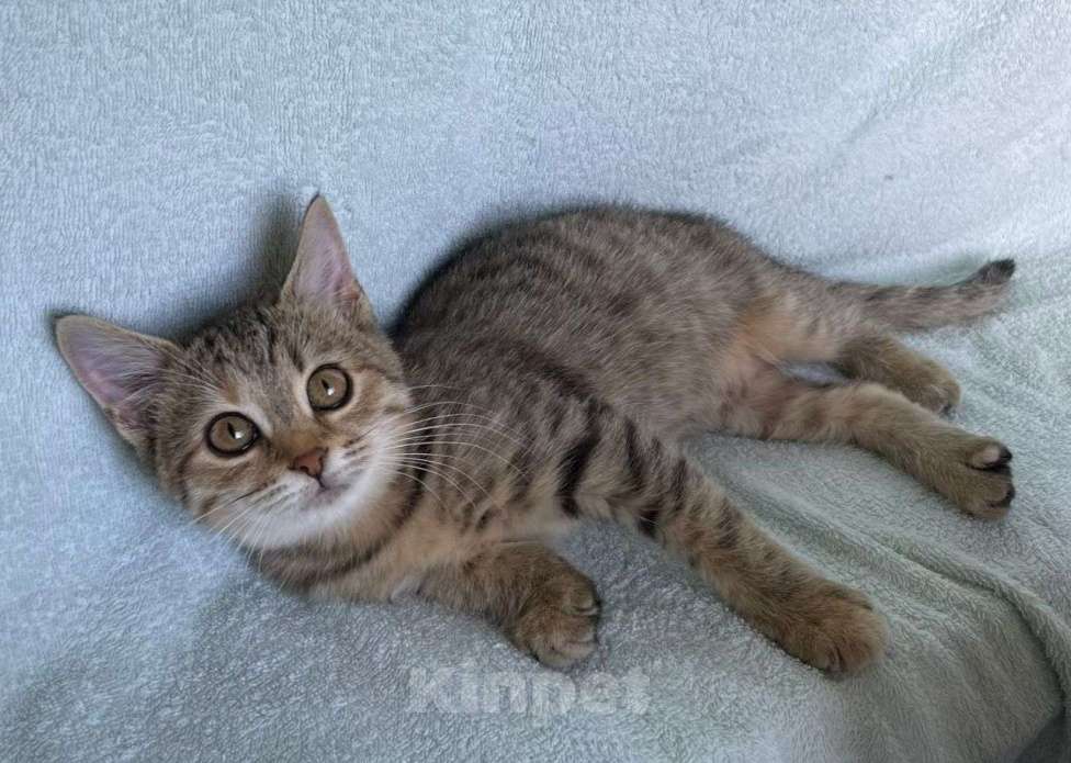 Кошки в Москве: Маленький котенок Мультяшка ищет дом Девочка, Бесплатно - фото 3