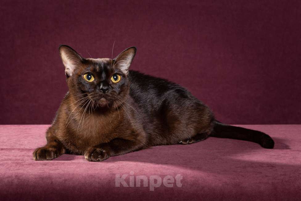 Кошки в Тюмени: Бурманский котёнок Мальчик, 60 000 руб. - фото 2