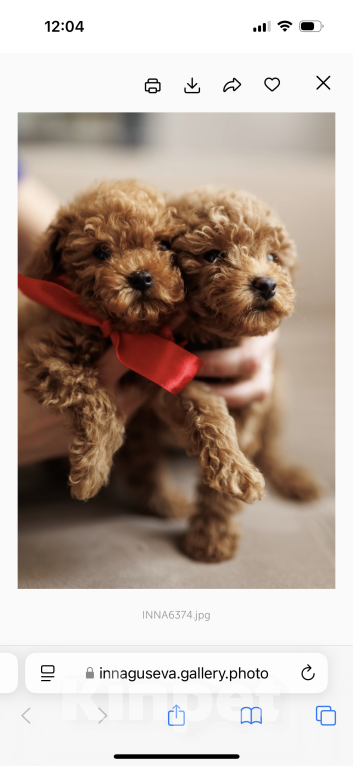 Собаки в Ярославле: 2 Мальчик, Бесплатно - фото 2