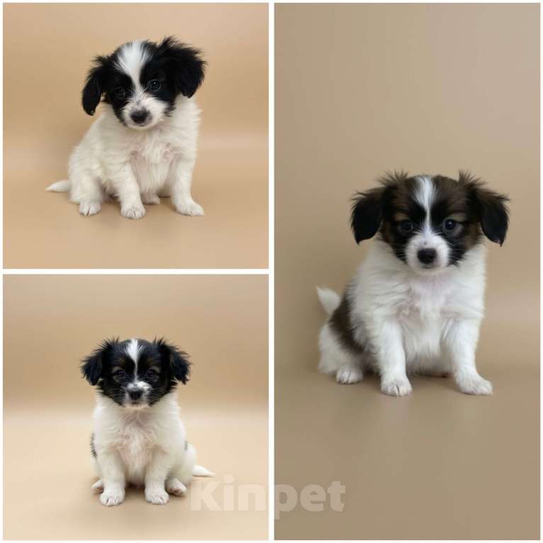 Собаки в Тюмени: Щенки собаки "бабочки" Разнополые, 50 000 руб. - фото 1