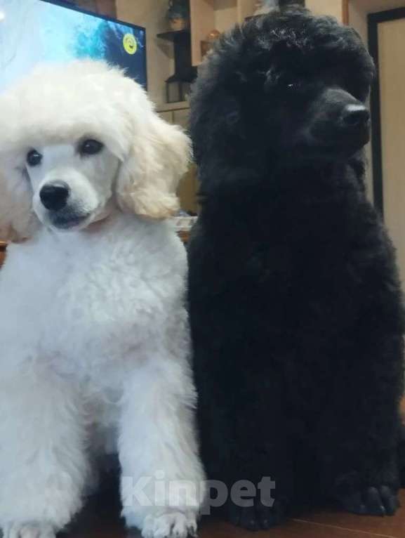 Собаки в Санкт-Петербурге: Щенки малого пуделя Мальчик, 80 000 руб. - фото 3