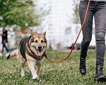 Собаки в Москве: Алиса Девочка, Бесплатно - фото 4