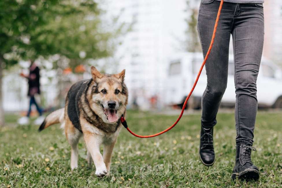 Собаки в Москве: Алиса Девочка, Бесплатно - фото 4