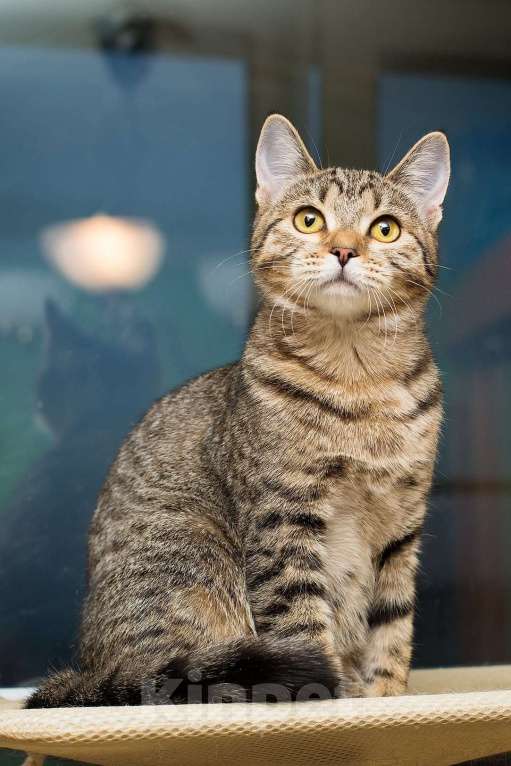 Кошки в Москве: Полосатая молодая серая кошечка-подросток Марфа в дар Девочка, 1 руб. - фото 5