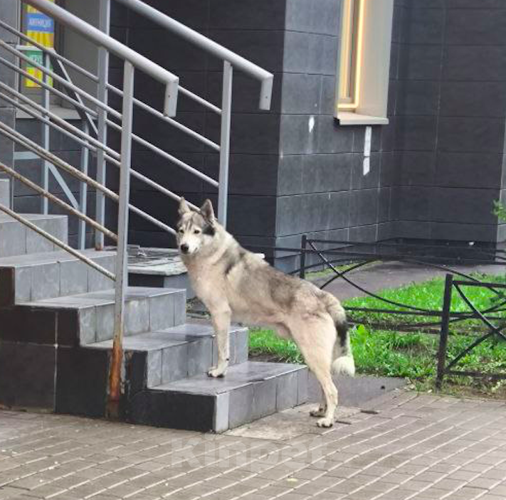 Собаки в Санкт-Петербурге: Западносибирская лайка, взрослая собака - Бесплатно  Мальчик, Бесплатно - фото 7