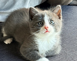 Кошки в Калининграде: Мультяшной внешности котик  Том😺 Мальчик, Бесплатно - фото 6