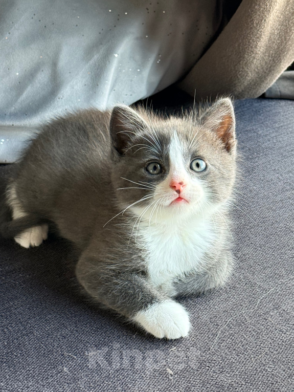 Кошки в Калининграде: Мультяшной внешности котик  Том😺 Мальчик, Бесплатно - фото 6