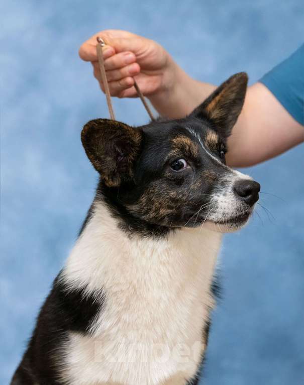 Собаки в Москве: Кардиган подросток Девочка, 25 000 руб. - фото 5