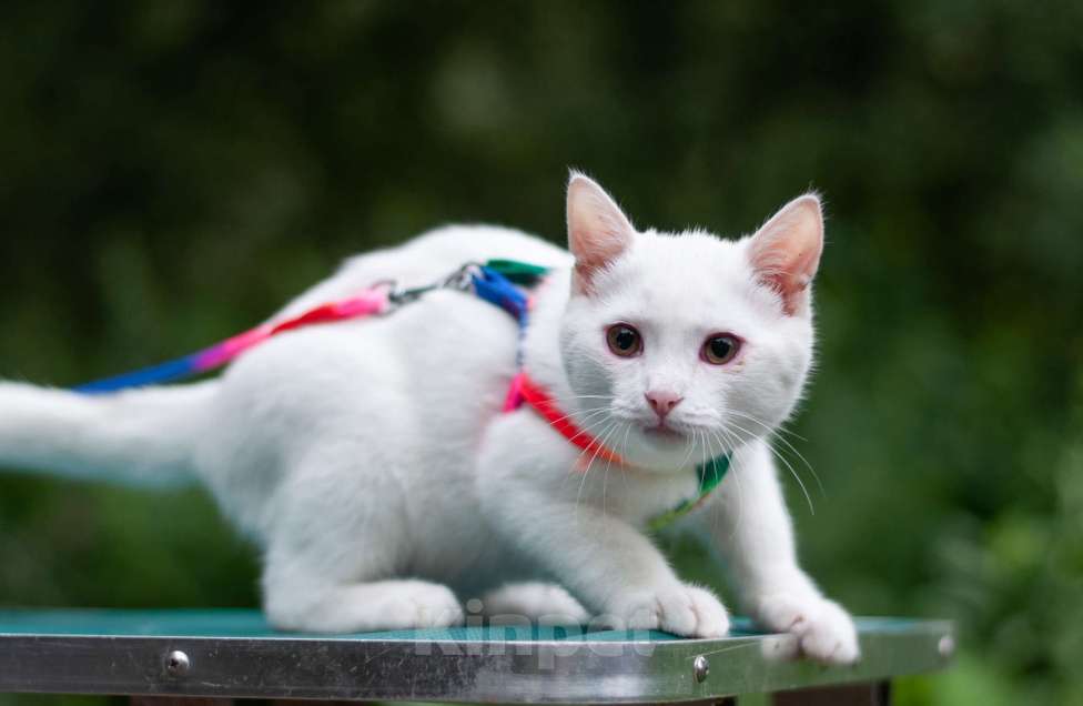 Кошки в Ногинске: Кот Дагестанской родословной ищет постоянную прописку Мальчик, Бесплатно - фото 8