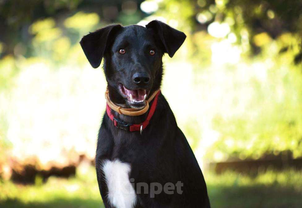 Собаки в Мытищах: Очаровательный Чаплин ищет дом  Мальчик, Бесплатно - фото 2