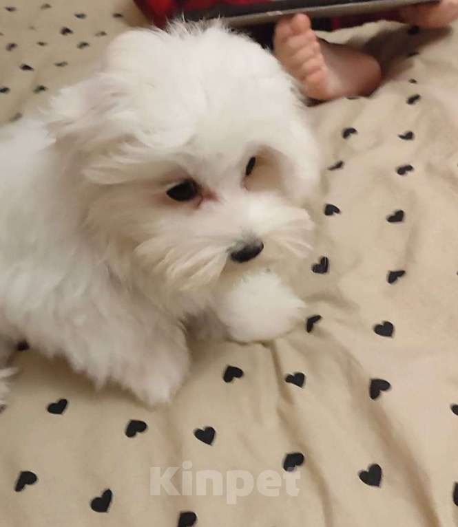 Собаки в Москве: Мальтезе 4 месяца Мальчик, 35 000 руб. - фото 3