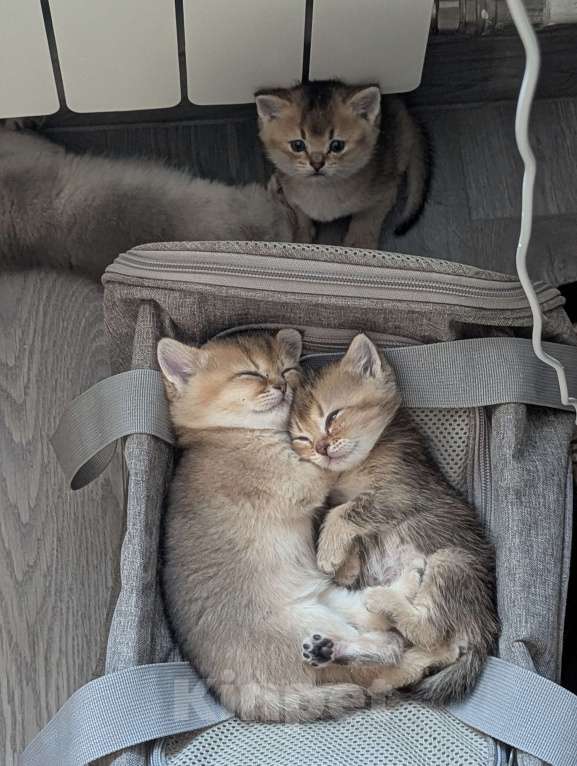 Кошки в Подольске: Котята Разнополые, Бесплатно - фото 5